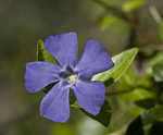 Common periwinkle